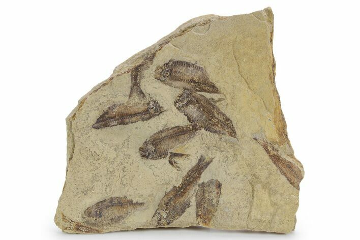 Fossil Fish (Gosiutichthys) Mortality Plate - Wyoming #357166